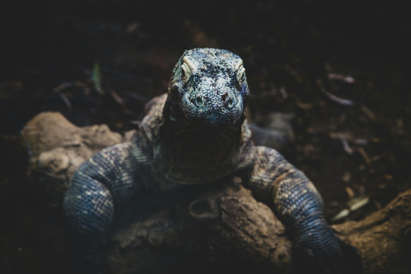 Smok z Komodo – zdjęcie poglądowe /Fot. Unsplash