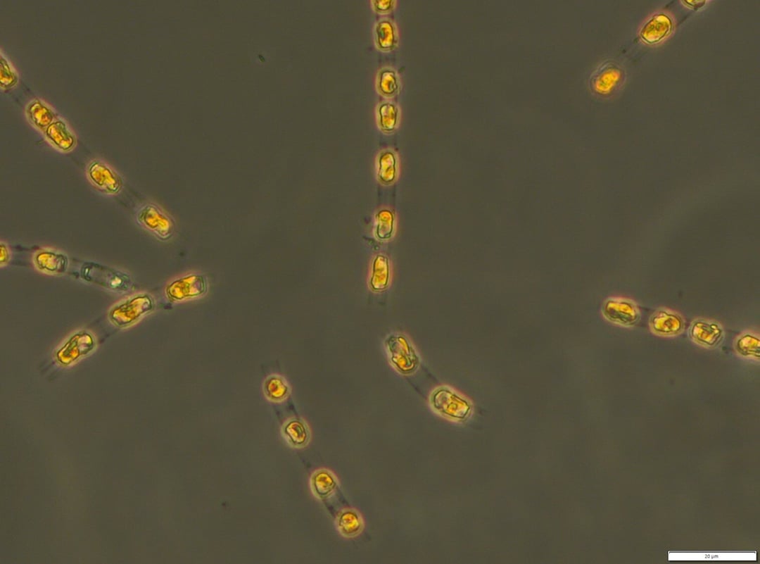 Tysiącletnie organizmy ożyły w laboratorium. Szokujące odkrycie w Bałtyku