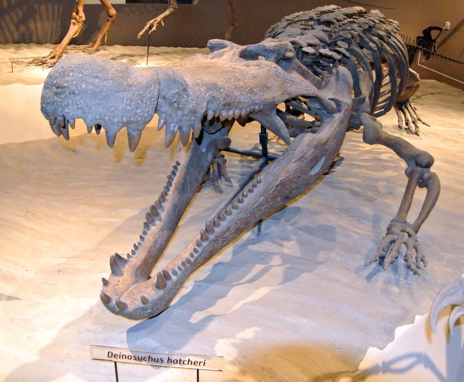 Potężne drapieżniki siały postrach nawet wśród dinozaurów. Ich potomkowie wciąż zamieszkują Ziemię