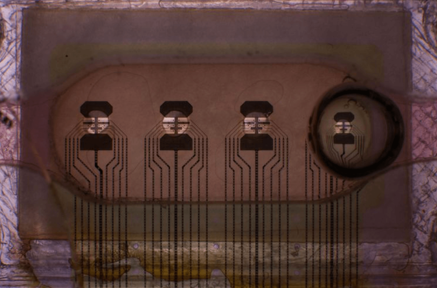 Tak wygląda pierwszy funkcjonalny biokomputer stworzony przez FinalSpark /Fot. FinalSpark