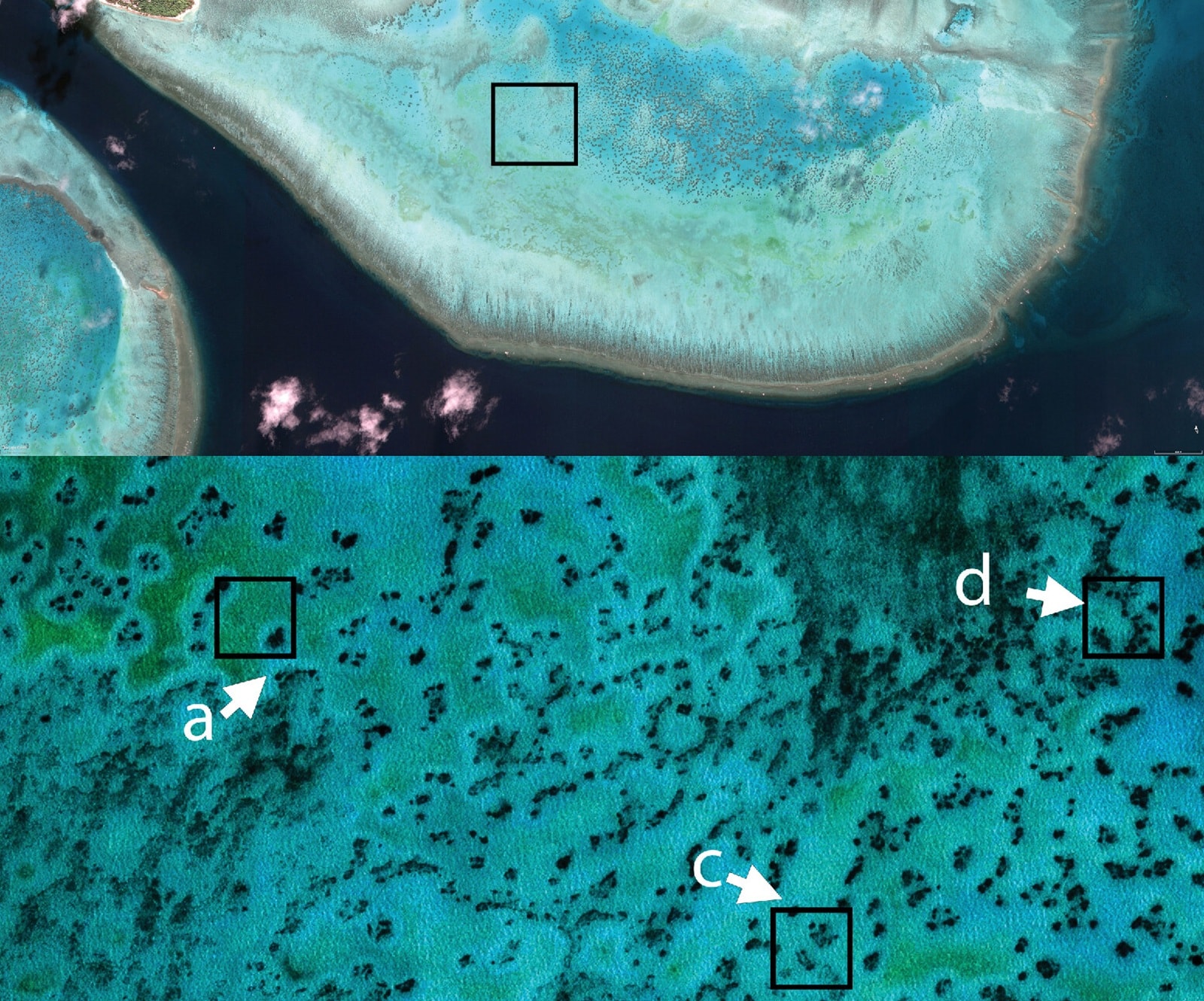 Wokół raf koralowych pojawiają się dziwne kręgi. Są ułożone w nietypowy wzór