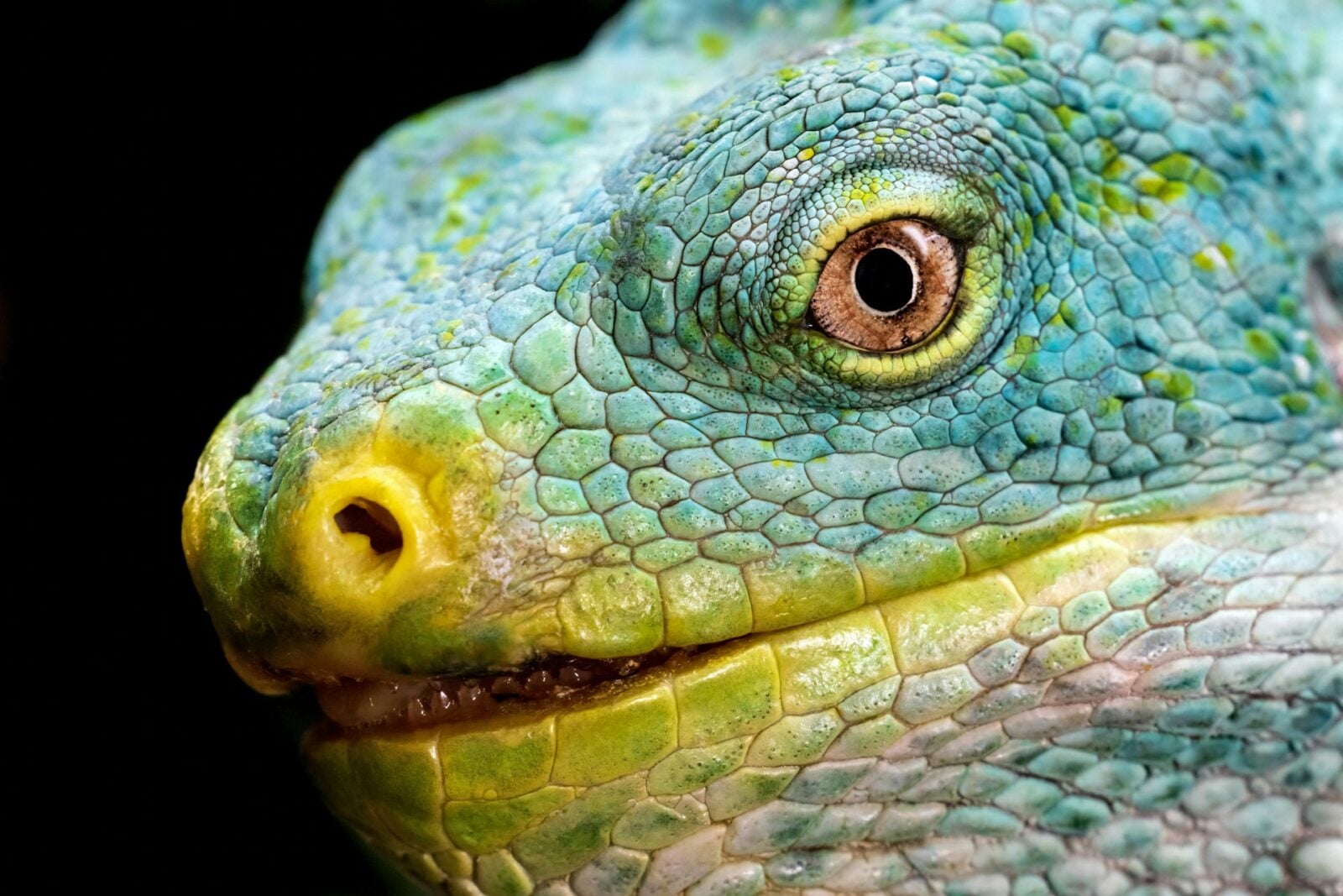 Jak jaszczurki przeżyły koniec świata dinozaurów?