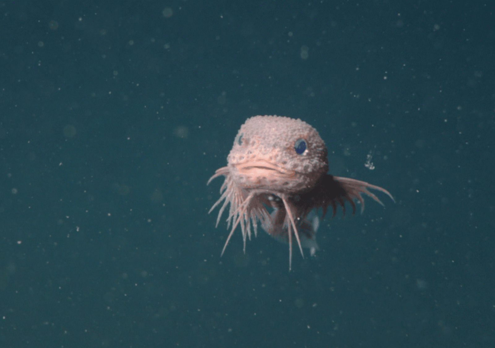 Różowy potwór z głębin oceanicznych. Naukowcy odkryli coś, czego nikt wcześniej nie widział