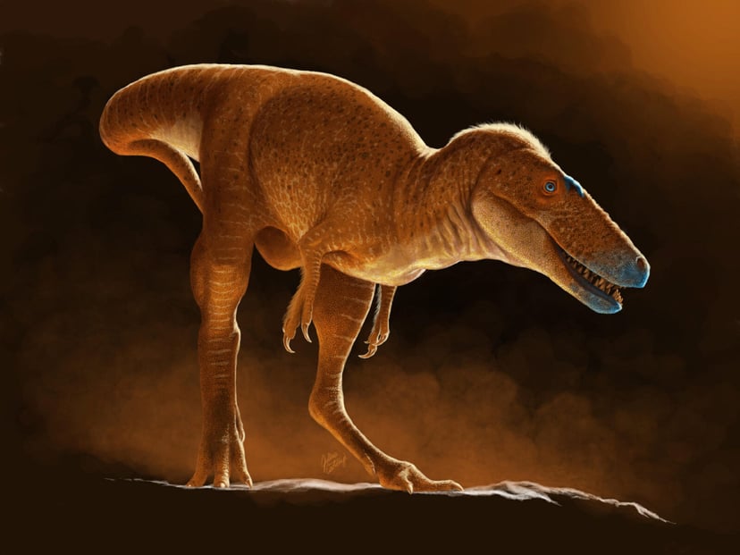 Naukowcy odkryli brakujące ogniwo w ewolucji tyranozaura
