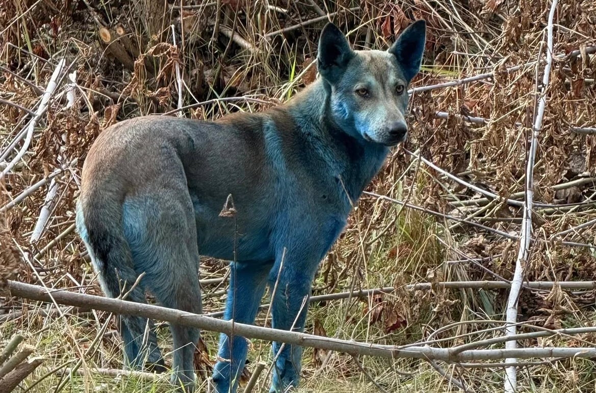 Niebieskie psy biegają w Czarnobylu. Co tam się dzieje?