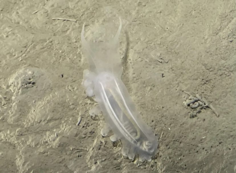 Naukowcy zbadali najgłębsze rejony oceanu. Odkryli prawie 30 tysięcy organizmów, które wyglądają jak z innej planety