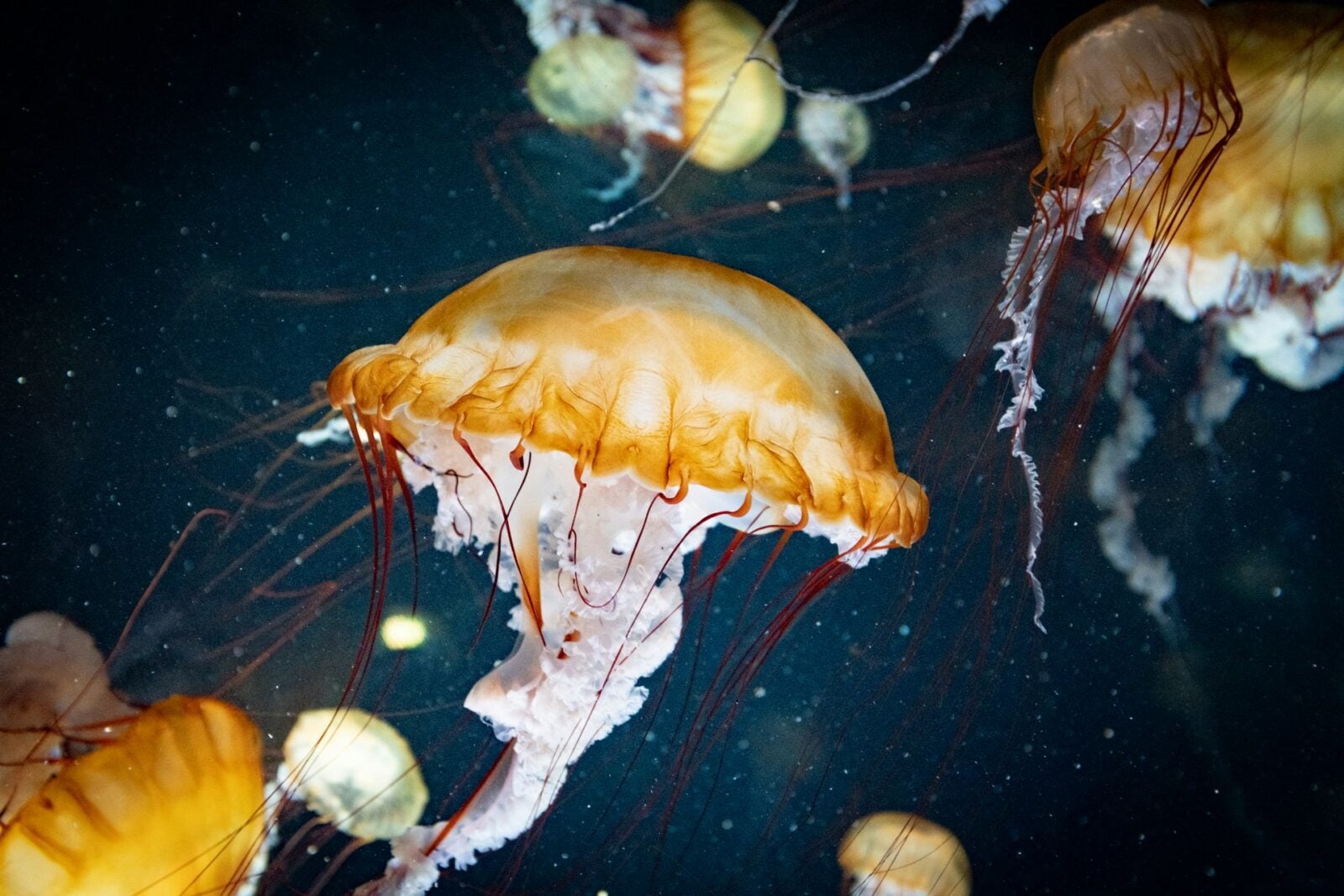 Meduza samuraja. Nowy gatunek pojawił się u wybrzeży Japonii przez zmiany klimatu