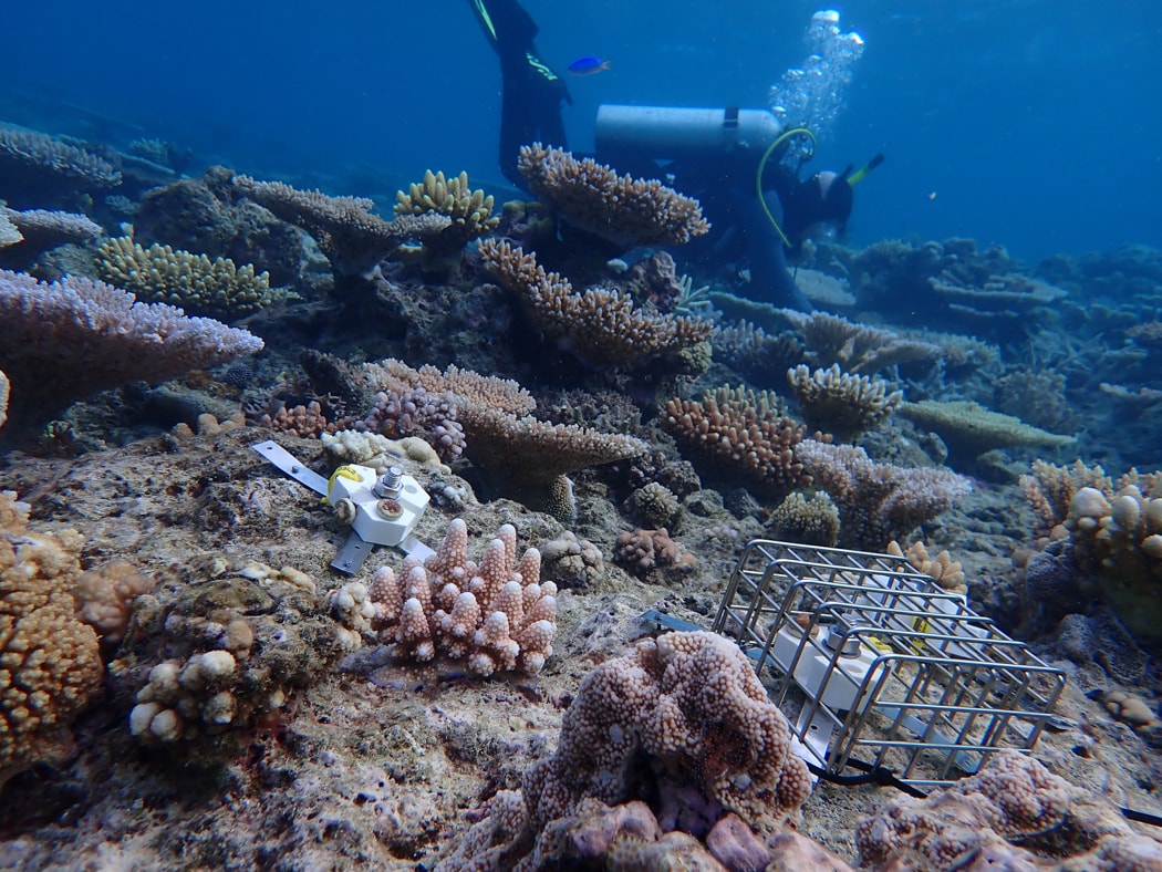 Wielka Rafa umiera, ale jest jeszcze nadzieja. Australijski wynalazek automatyzuje proces, który dotąd trwał wieki