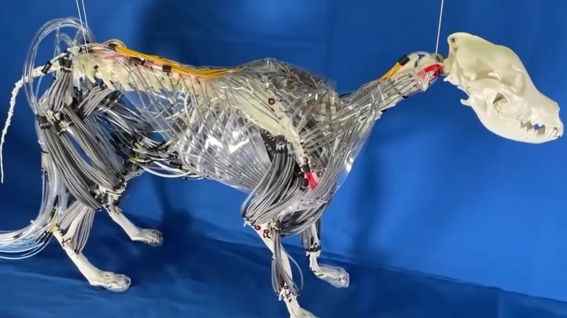 Japoński robot pies z mięśniami na sprężone powietrze. Porusza się jak prawdziwe zwierzę