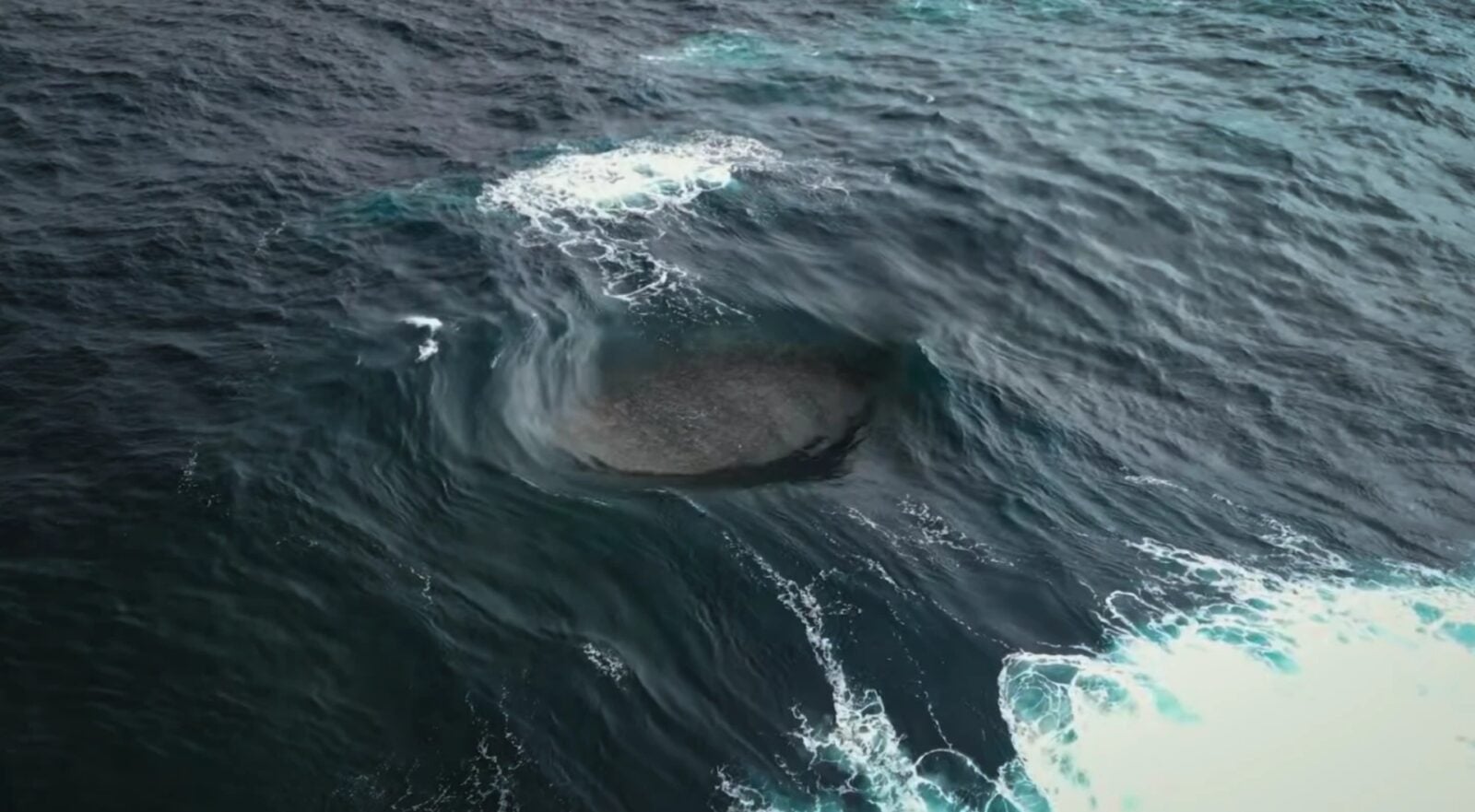 Ewolucja w głębinach oceanów przebiega, jak na obcej planecie. Jest przyspieszona, a jej owoce spędzają naukowcom sen z powiek
