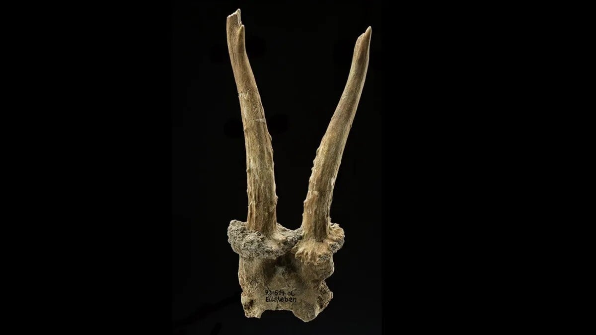 Rytualna czaszka z Niemiec ujawnia sekrety prehistorii. Enigmatyczny artefakt sprzed 7500 lat