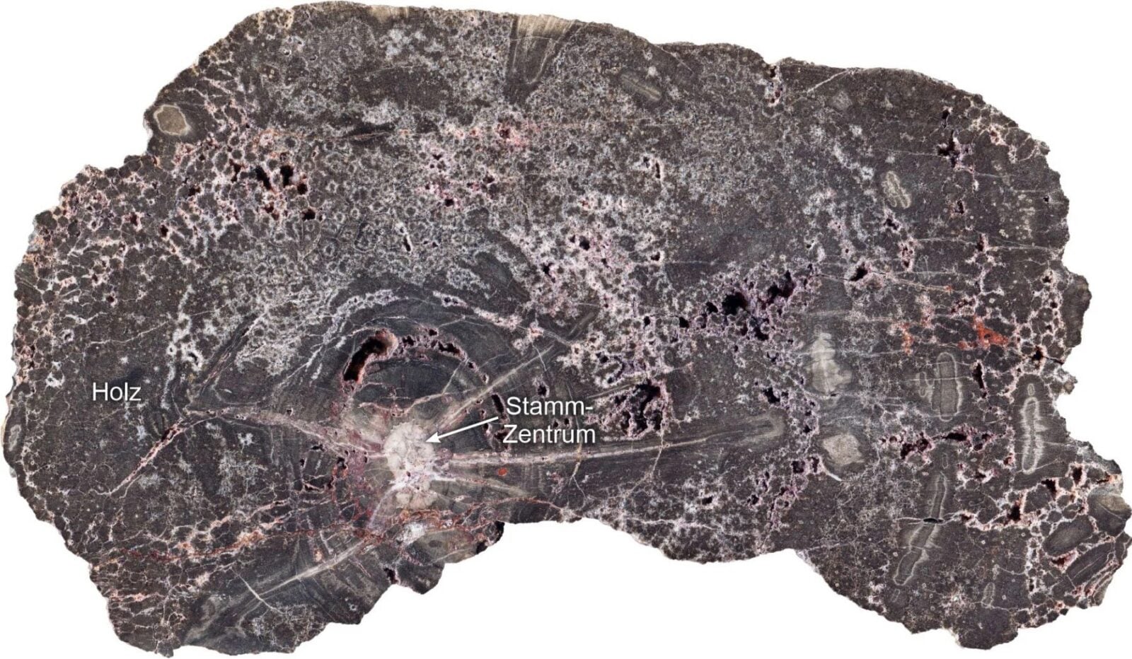 Skamieniałe drewno przechowało 300 milionów lat historii Ziemi. Geologiczna kapsuła czasu robi furorę