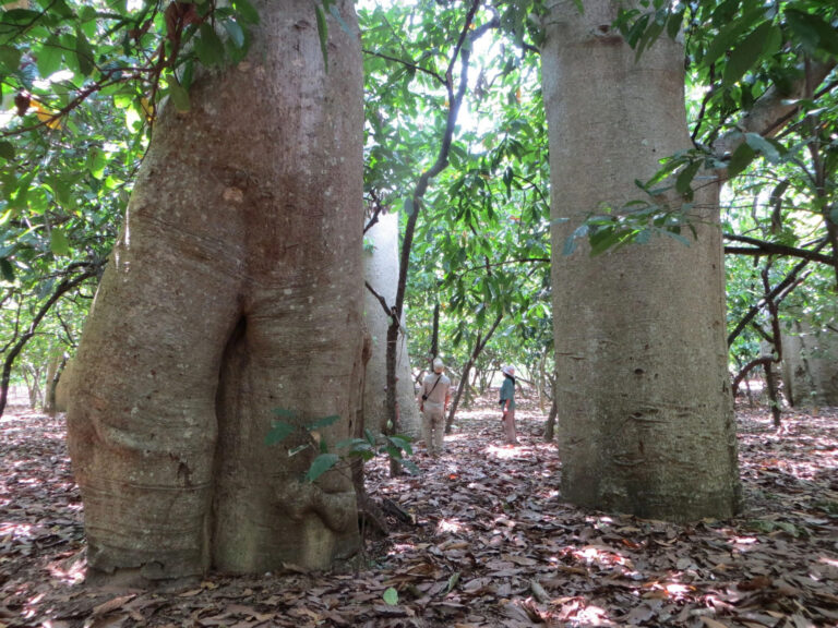 Madagaskar skrywał nieznany gatunek drzewa. Przez lata naukowcy mylili go z innym