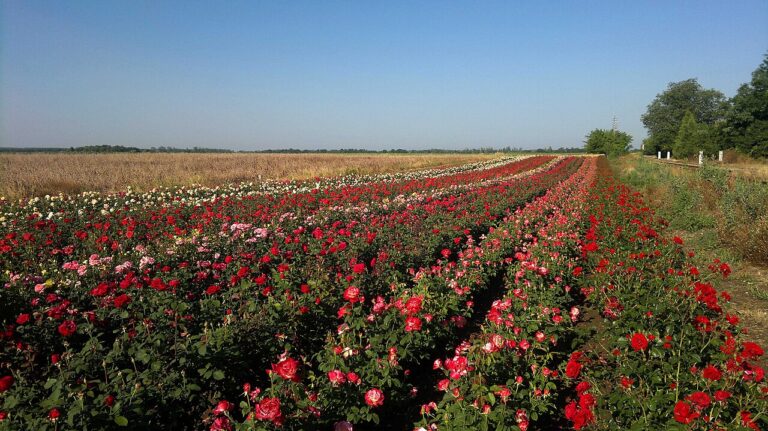 Natura nie potrafiła, więc zrobił to człowiek. Naukowcy stworzyli prawdziwie niebieską różę