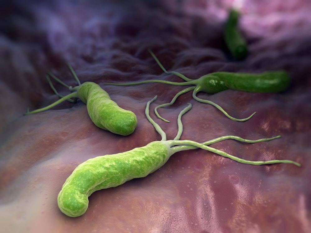 Helicobacter pylori. Czy bakteria odpowiedzialna za raka żołądka może być nam potrzebna?