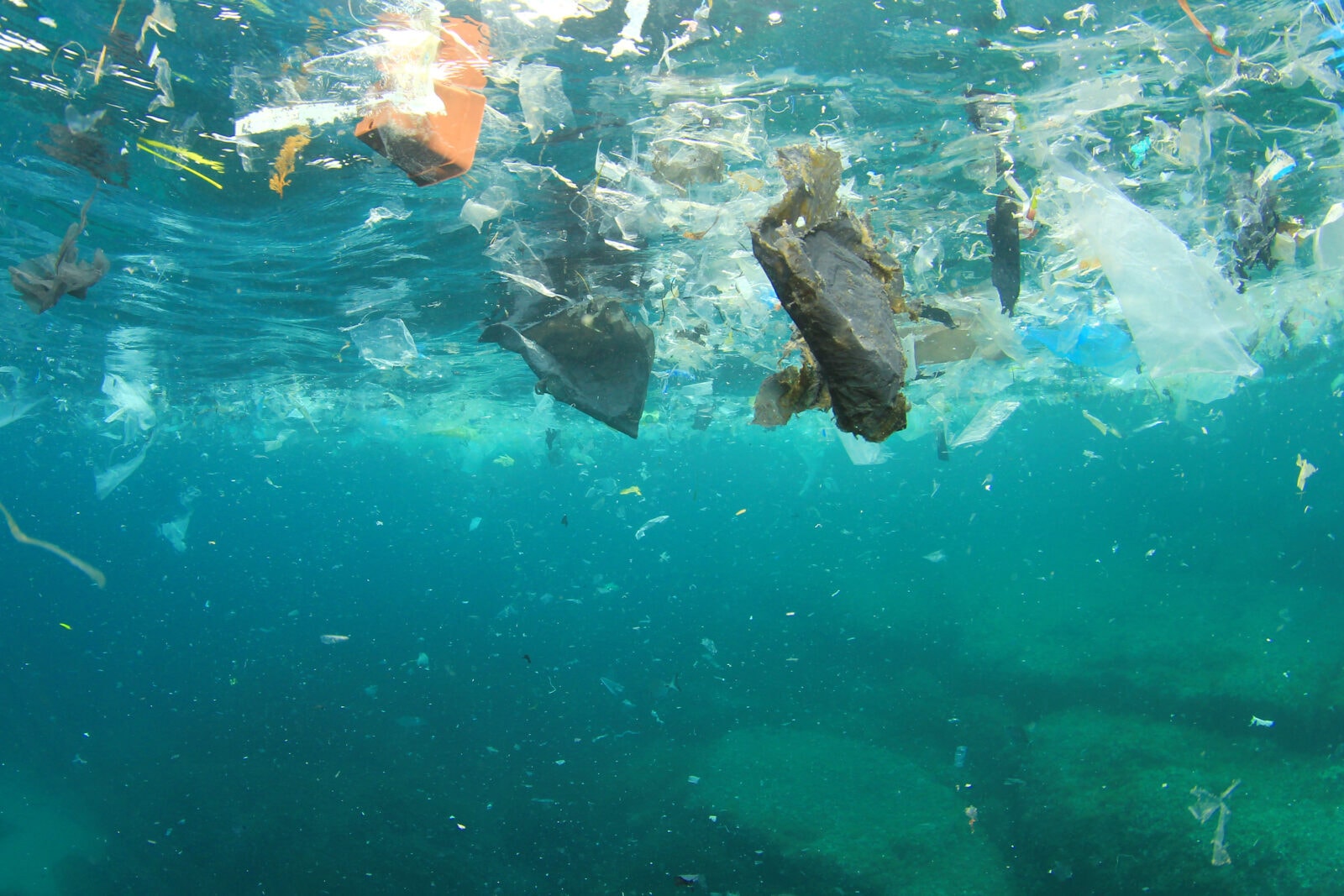 Inwazja japońskiej fauny na USA. Prawie 300 nowych gatunków dotarło do zachodniego wybrzeża