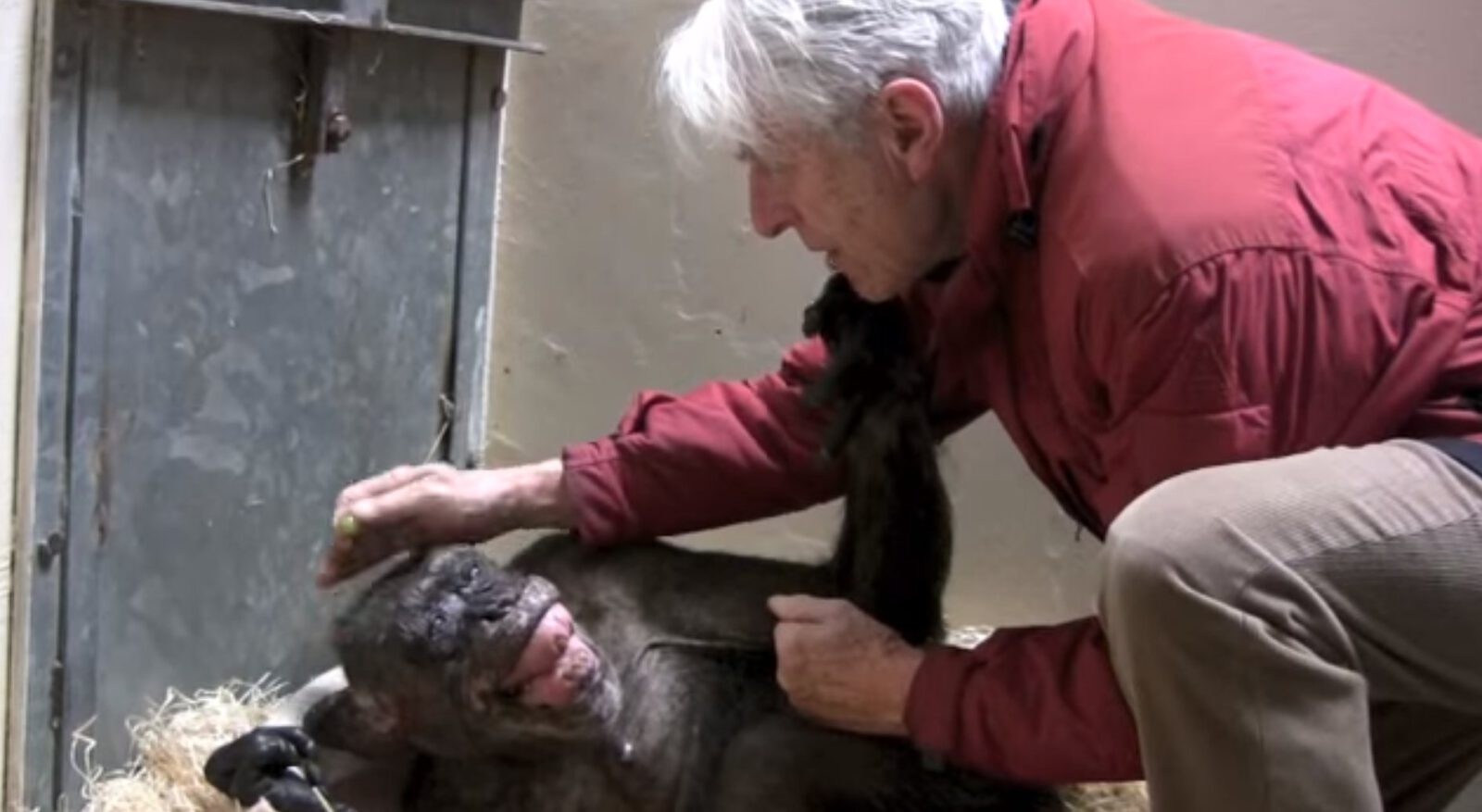 Spotkanie naukowca i umierającej szympansicy. To wideo chwyta za serce