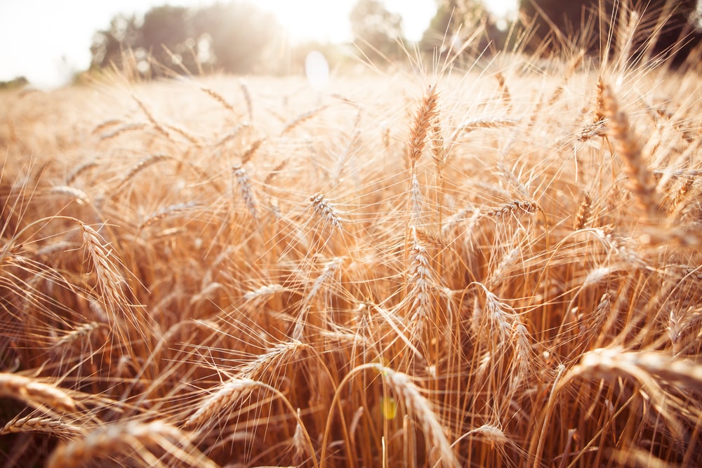 Chcesz rządzić światem, nie musisz kontrolować złota tylko… zboża