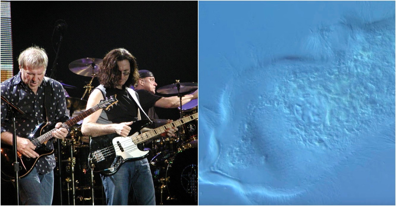 Rush: Długowłosa bakteria nazwana na cześć rockowej kapeli