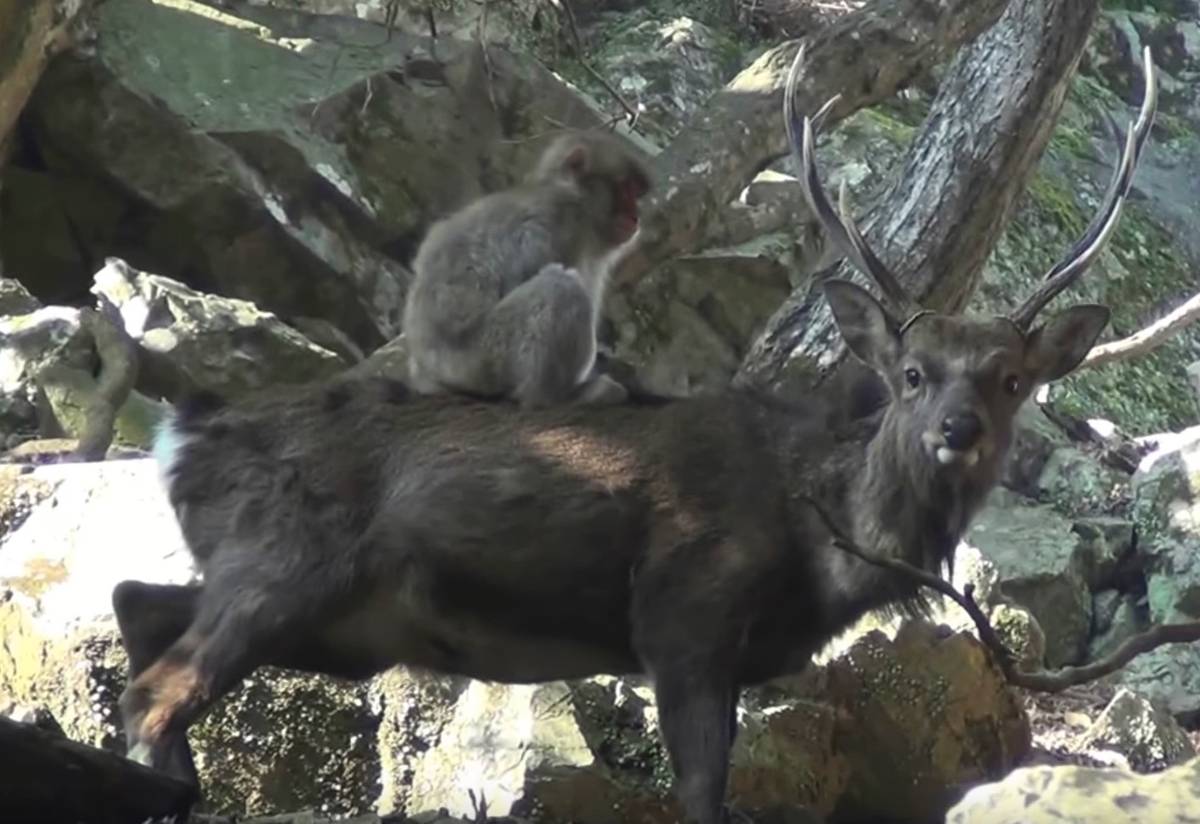 Dlaczego japońskie makaki uprawiają seks z jeleniami? Międzygatunkowy romans