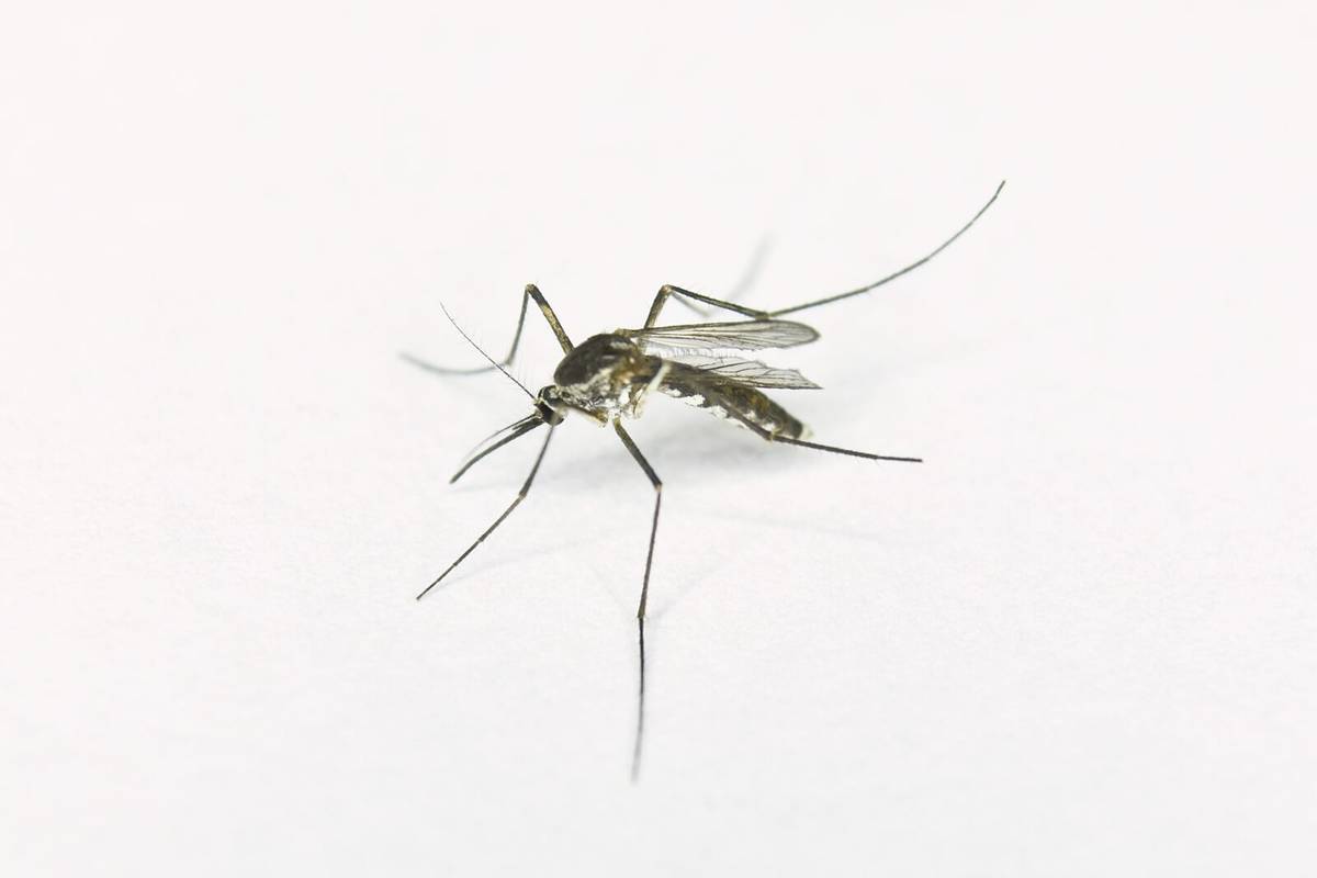 Kogo lubią komary?