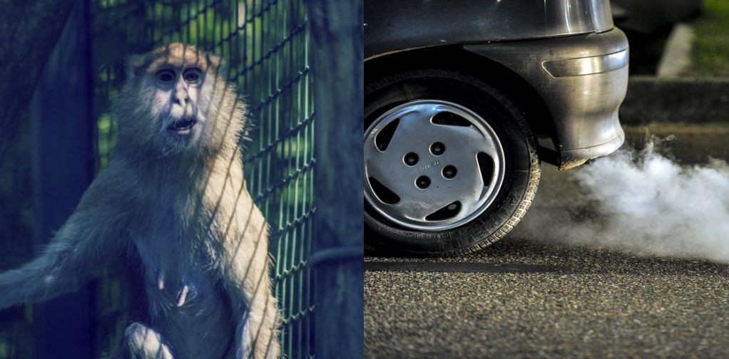 “Obrzydliwe” eksperymenty na małpach i ludziach. Volkswagen w ogniu krytyki
