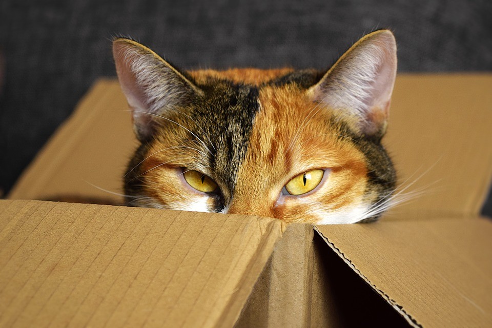 Dlaczego koty lubią pudełka? Naukowcy już to wiedzą