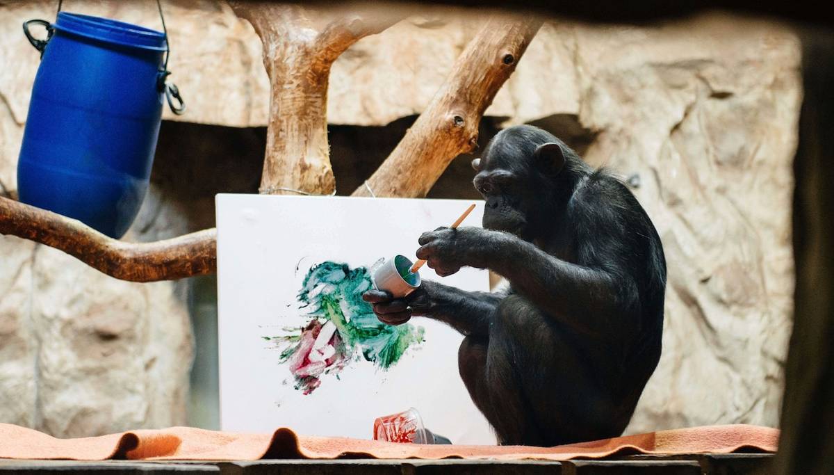 Szympansica Lucy z warszawskiego ZOO maluje obrazy. Te prace zachwycają [GALERIA]