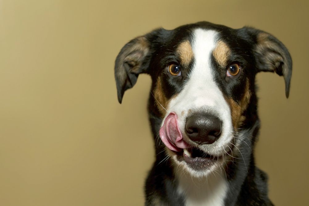 Czy twój pies cię zje, gdy umrzesz? Śledztwo dziennikarki [UWAGA, DRASTYCZNE]