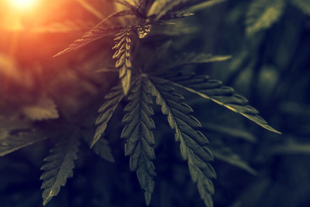 Juliusz, haszysz i… “Beniowski”. Co zażywali polscy wieszczowie?