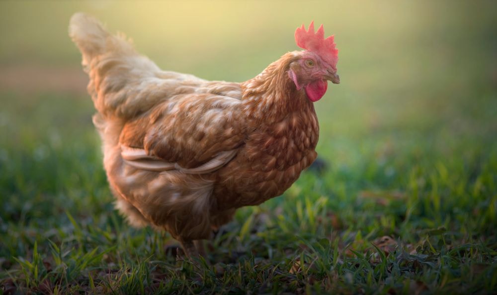 Dolina Krzemowa ma nową miłość: kury. A kurniki przypominają apartament