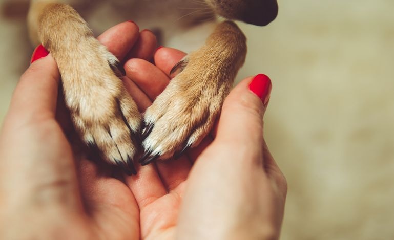 Psy są naprawdę bliskie ludziom. Właśnie poznano KUPĘ nowych dowodów. Dosłownie!