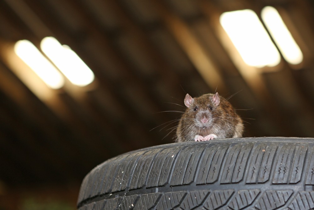 Szczury przegryzają kable w samochodach. Miało być eko, ale jest kłopot