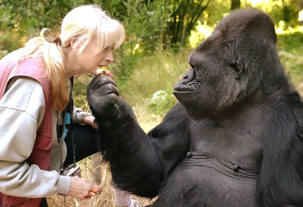 Nie żyje Koko – gorylica, która rozmawiała z ludźmi