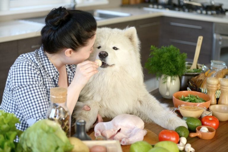 Awokado, kofeina, ksylitol. 10 produktów z naszej diety, których NIE WOLNO podać psu
