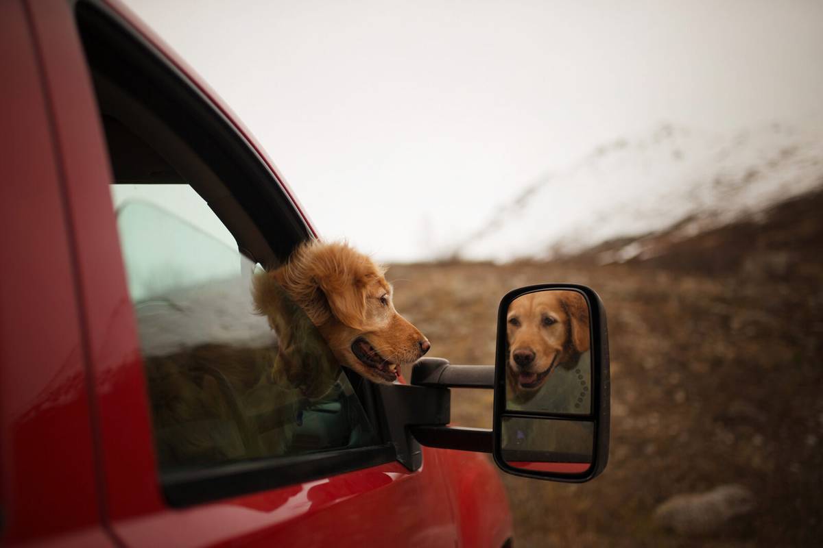 Psy, podróże i fotografia… Czy może być coś lepszego? Zobacz najpiękniejsze psie zdjęcia