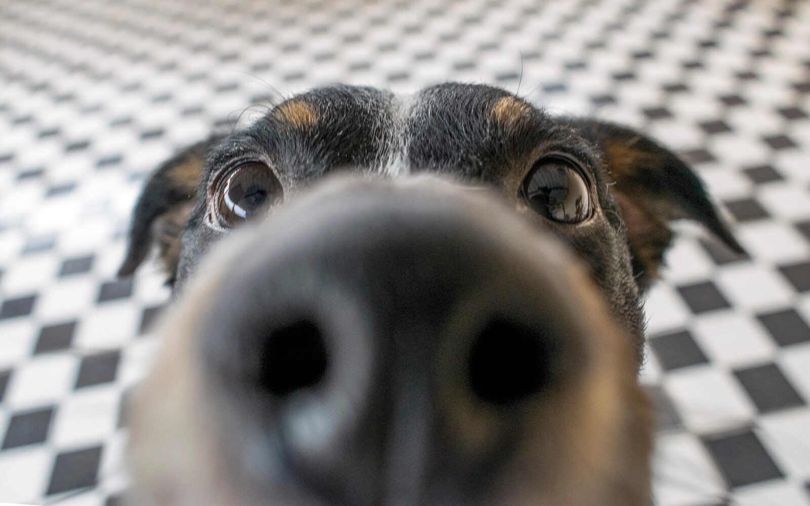 Nie wspominaj przy nim o weterynarzu… Naukowcy zbadali, jak psi mózg reaguje na ludzką mowę
