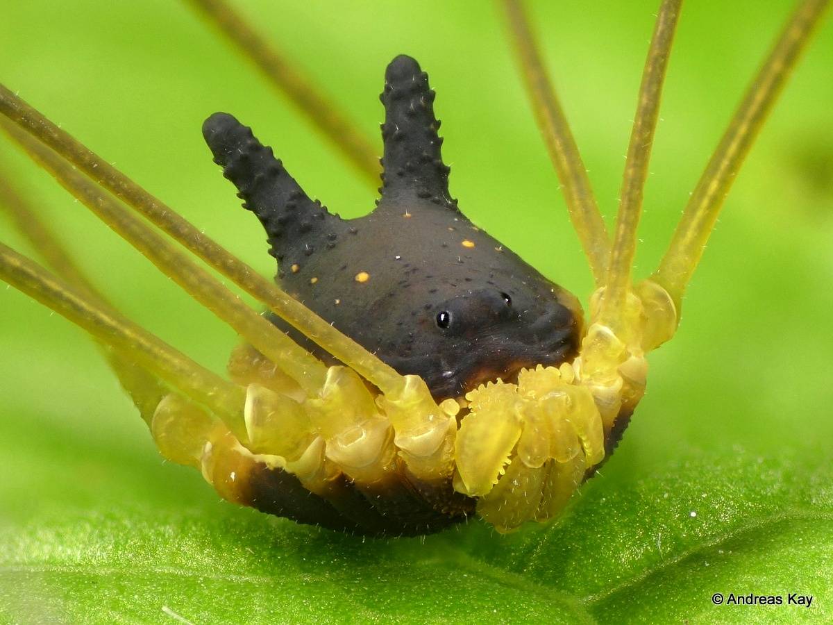 Dlaczego ten pająk wygląda jak pies? Nie, to nie jest fotomontaż