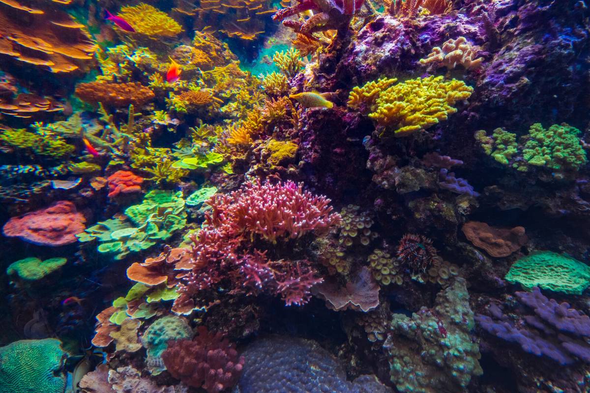 Gigantyczna rafa koralowa odkryta w Australii. Ma wysokość dwóch Pałaców Kultury