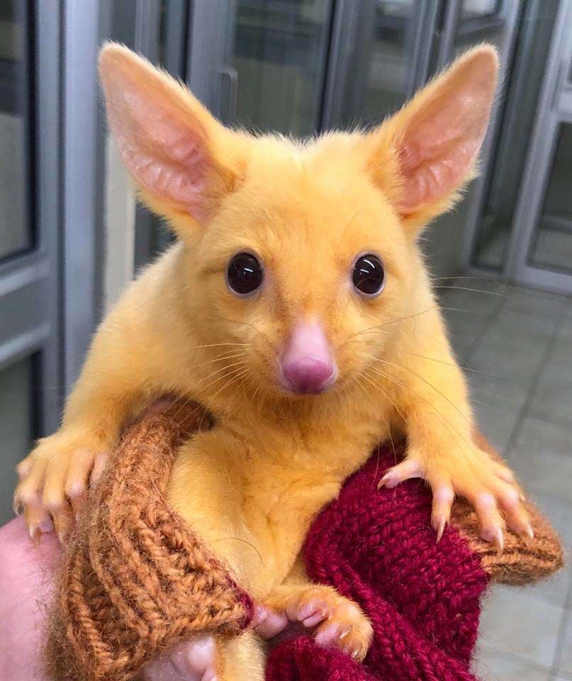 Pikachu istnieje! I jest… dziewczynką
