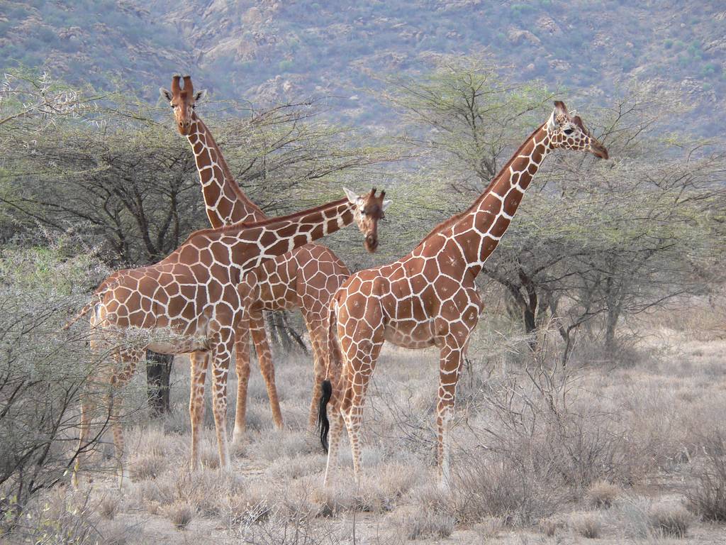 Żyrafy na liście krytycznie zagrożonych gatunków. Naukowcy mówią o “cichym wymieraniu”