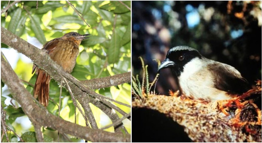 Oto gatunki zwierząt, które wyginęły w 2018 r. Ludzkość jest okrutnie wybiórcza