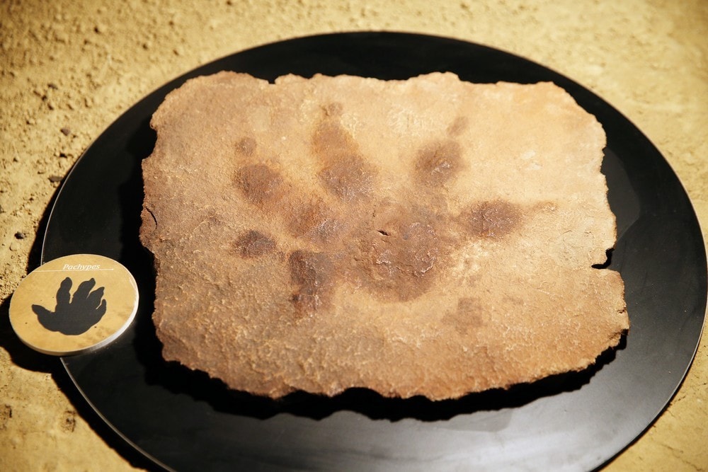 Polski przodek dinozaura. Ważył 4,5 kilograma, a wielkością przypominał… kota