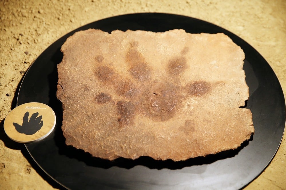 Polski przodek dinozaura. Ważył 4,5 kilograma, a wielkością przypominał… kota