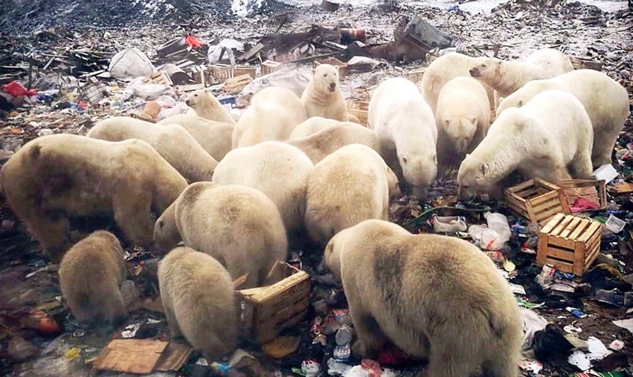 Inwazja polarnych niedźwiedzi w Rosji. Są głodne
