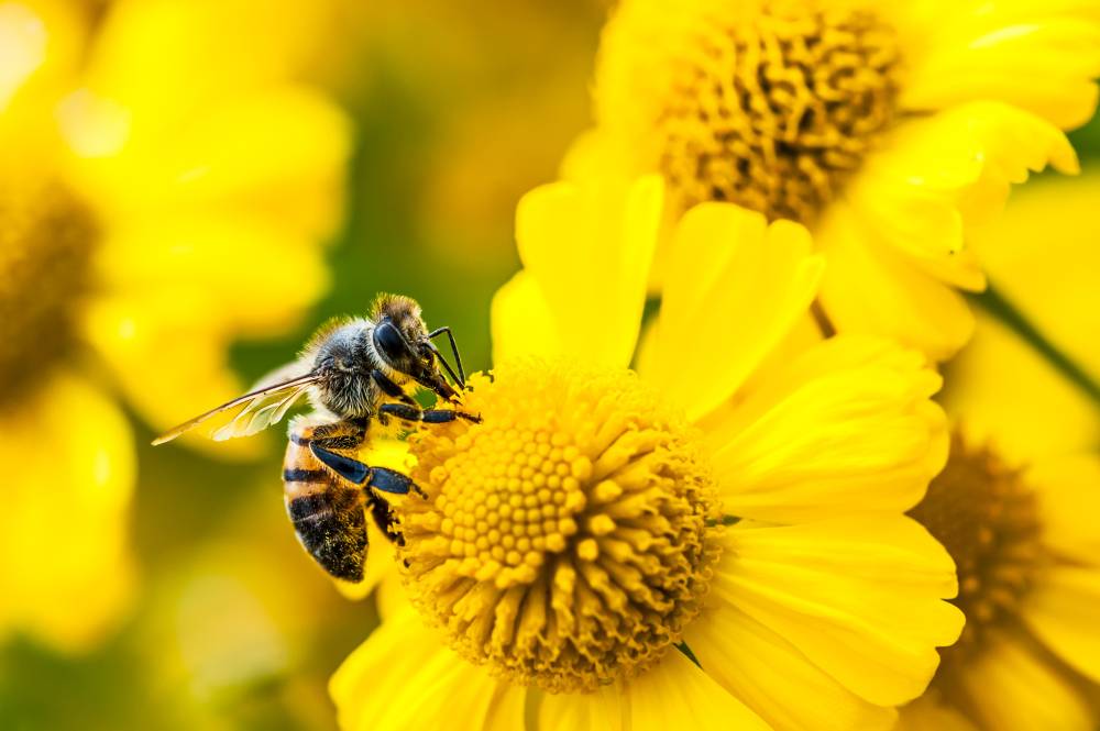 Pszczoły wymierają. Jak uchronić je przed zagładą?