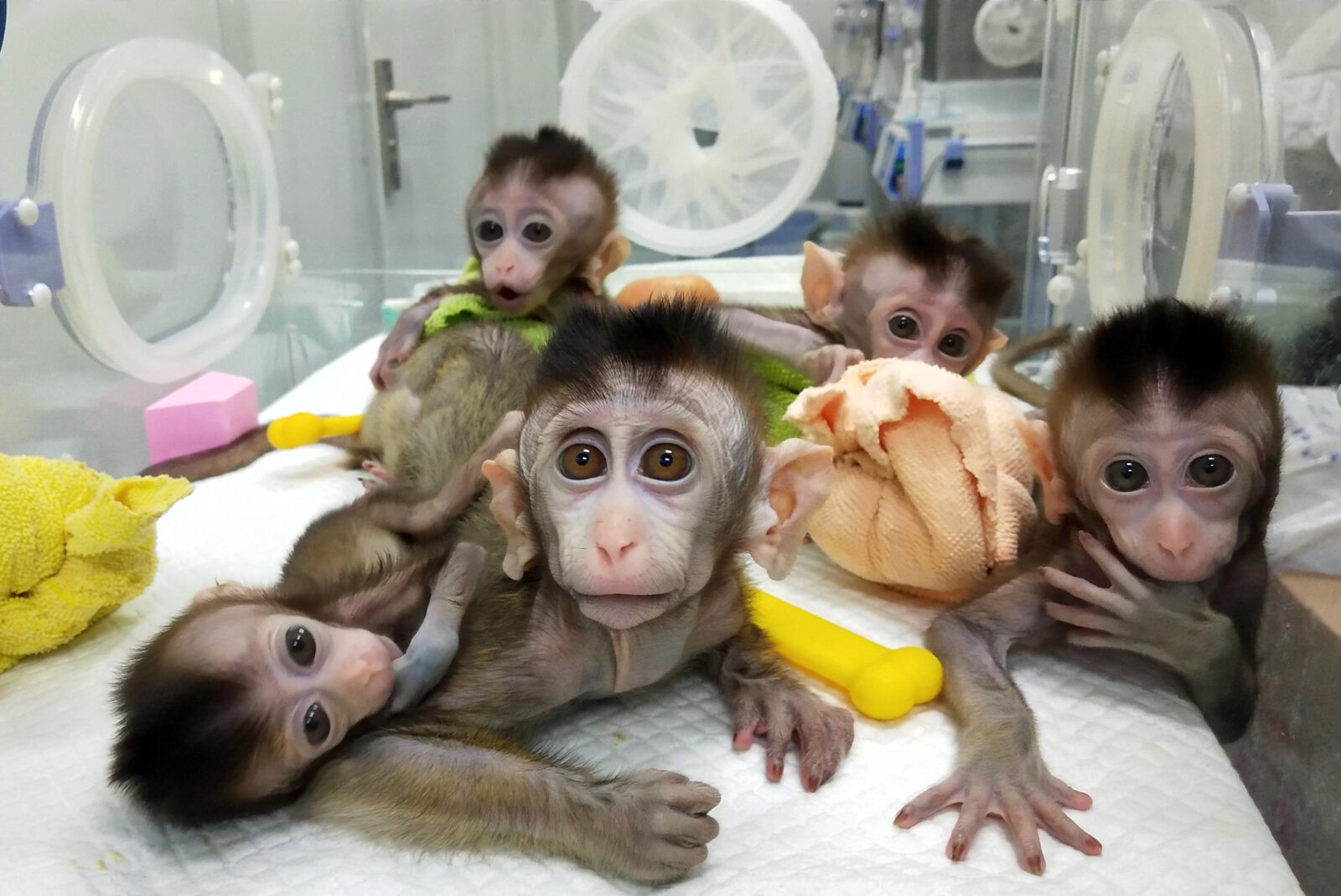 Chińscy naukowcy wszczepili małpom ludzkie geny. „To nie jest dobry kierunek”