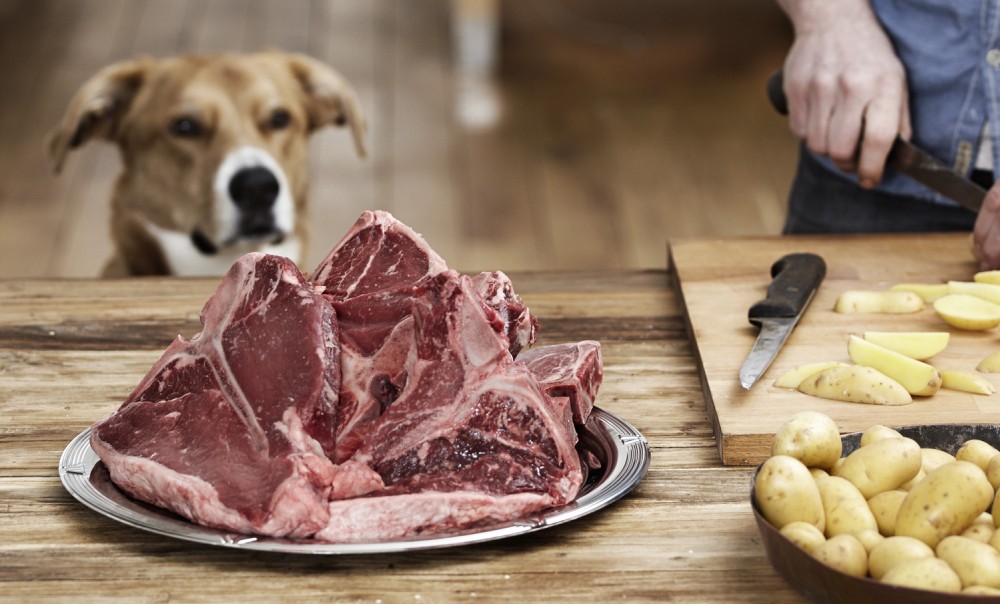 Dajesz psu surowe mięso? To może być niebezpieczne dla ciebie i dla niego