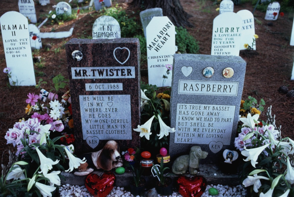 Samobójstwa zwierząt. Znane są przypadki takiej śmierci u psów, kotów, a nawet bakterii