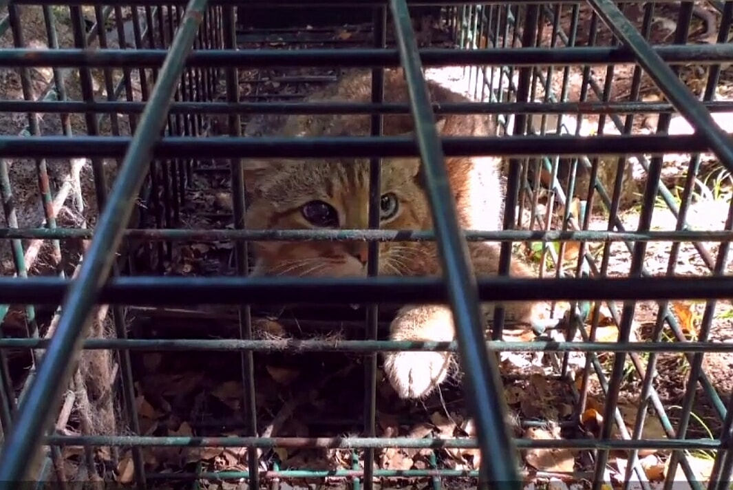 “Kotolis” odnaleziony na Korsyce. To fascynujące zwierzę może być nowym gatunkiem